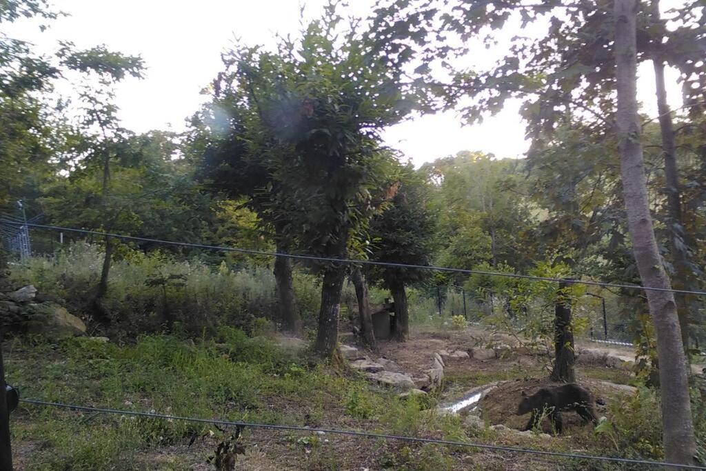 Villino In The Hearth Of Tuscany, Quiet Unforgettable Place. Poppi Exterior foto